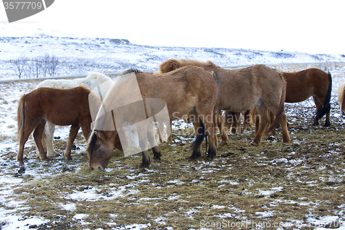 Image of Herd of Icelandic horses in winter