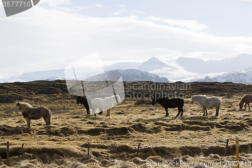 Image of Icelandic horses in wintertime