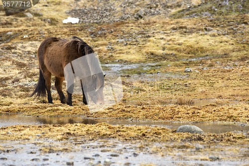 Image of Wild Icelandic horse in spring