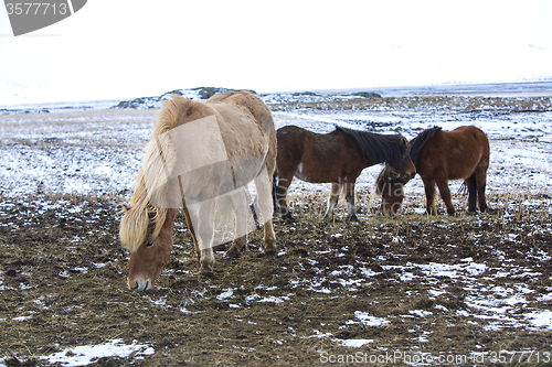 Image of Herd of Icelandic horses in winter