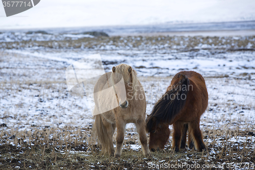 Image of Two Icelandic horses in wintertime