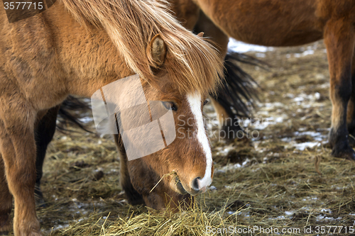 Image of Icelandic horses in winter