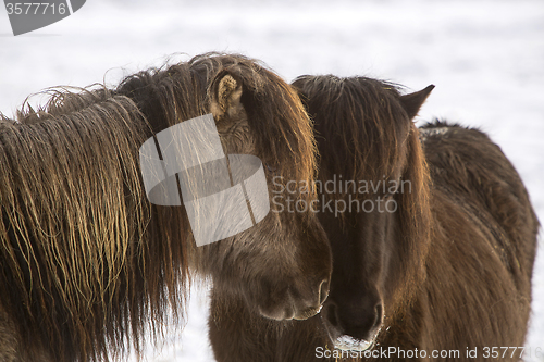 Image of Two Icelandic horses in wintertime