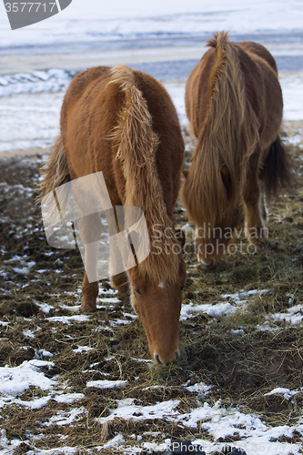 Image of Young Icelandic foal with mother