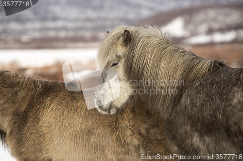 Image of Icelandic pony in wintertime