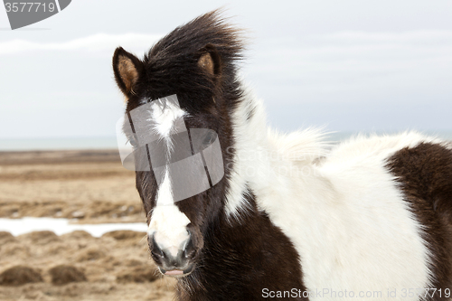 Image of Portrait of a young black white Icelandic pony