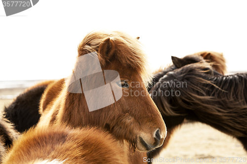 Image of Portrait of an Icelandic pony with a brown mane