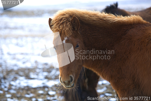 Image of Portrait of a young brown Icelandic foal