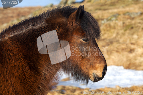 Image of Brown Icelandic pony on a meadow