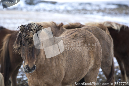 Image of Herd of Icelandic horses in winter