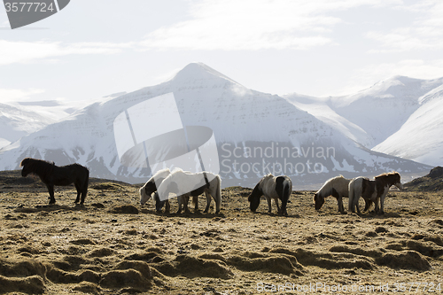 Image of Herd of Icelandic horses in spring