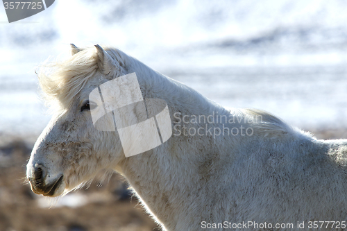 Image of Portrait of a white Icelandic horse in winter landscape