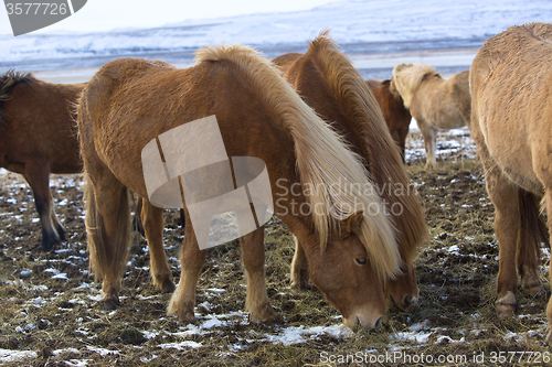 Image of Herd of Icelandic horses in winter