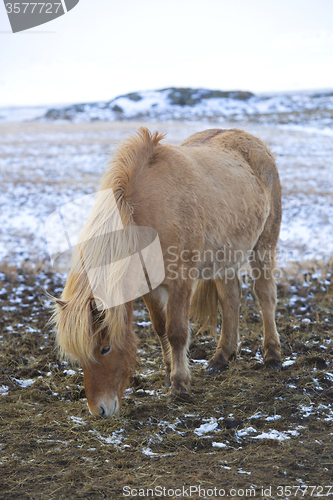 Image of Portrait of a blond Icelandic horse 