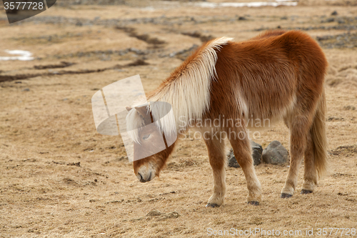 Image of Portrait of a brown Icelandic horse 