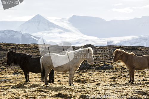 Image of Herd of Icelandic horses in spring