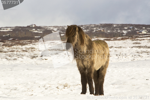 Image of Icelandic horse in wintertime