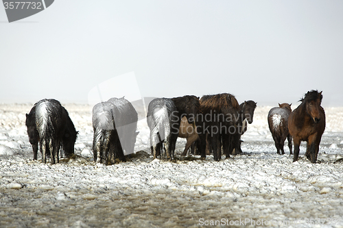 Image of Herd of Icelandic horses after snow storm