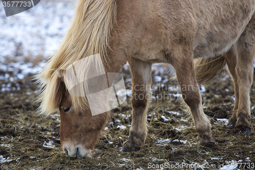 Image of Portrait of a blond Icelandic horse 