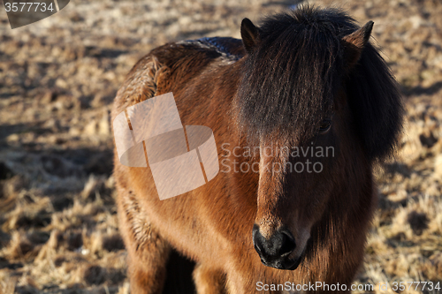 Image of Brown Icelandic pony on a meadow