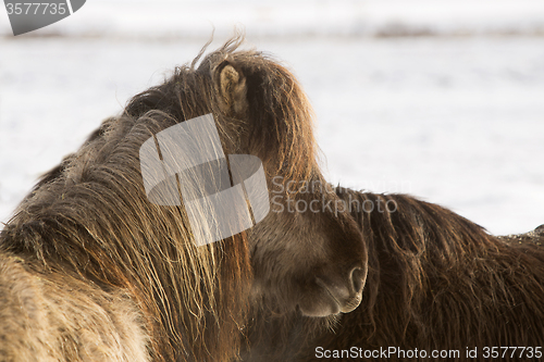 Image of Icelandic pony in wintertime