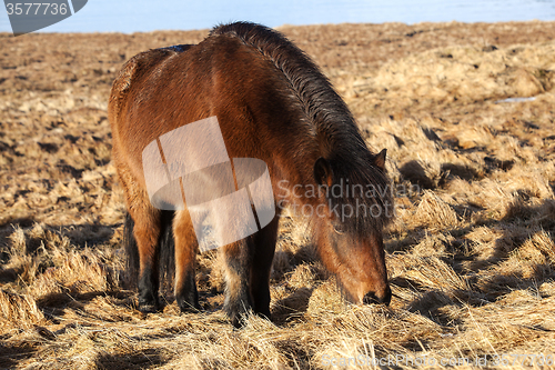 Image of Brown Icelandic pony on a meadow