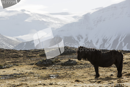 Image of Icelandic pony in wintertime