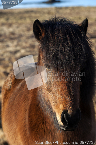 Image of Brown Icelandic pony on a meadow