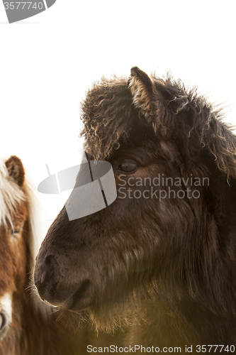 Image of Closeup of a young Icelandic foal with curly mane