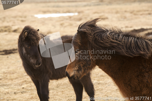 Image of Brown Icelandic horses