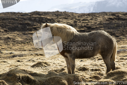 Image of Icelandic pony in wintertime