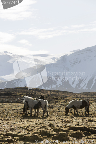 Image of Icelandic horses in wintertime