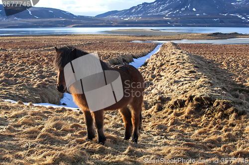 Image of Brown icelandic pony on a meadow