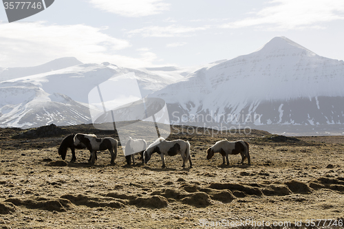 Image of Herd of Icelandic horses in spring