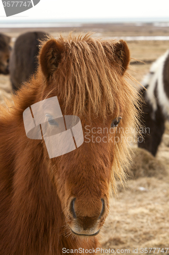 Image of Portrait of a brown Icelandic horse 