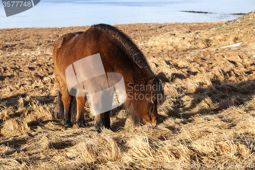 Image of Brown Icelandic pony on a meadow