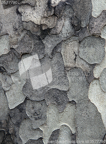 Image of Sycamore bark texture