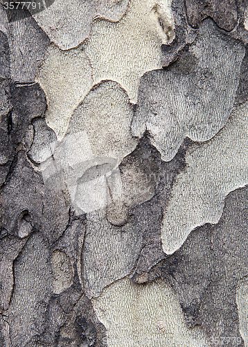 Image of Sycamore bark texture