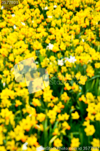 Image of in london yellow flower field   and spring