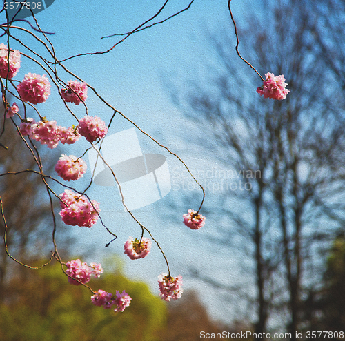 Image of in london   park the pink tree and blossom flowers natural