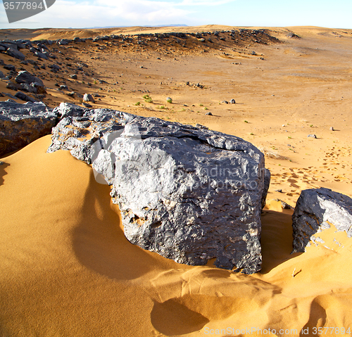 Image of  bush old fossil in  the desert of morocco sahara and rock  ston