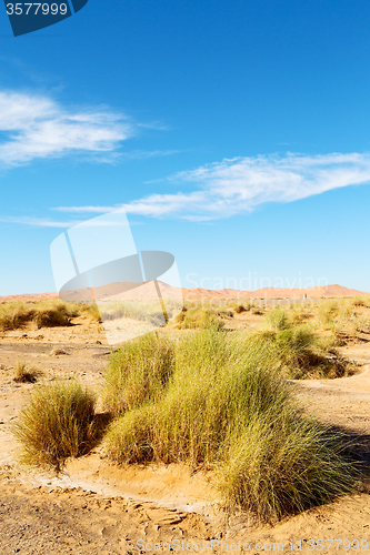 Image of mountain old fossil in  the desert  morocco sahara 