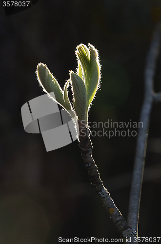 Image of Spring leaves in backlight