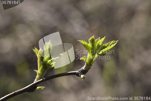 Image of Spring leaves