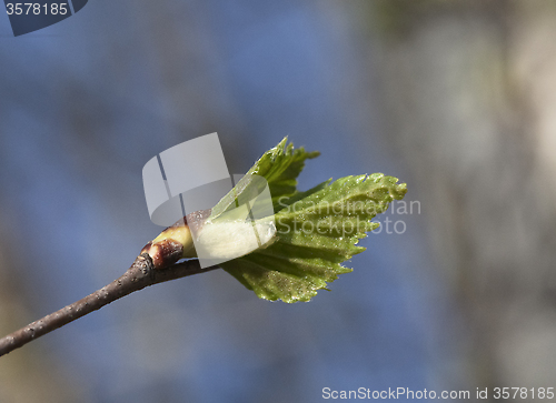 Image of Spring leaves