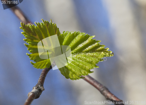 Image of Young raspberry leaves