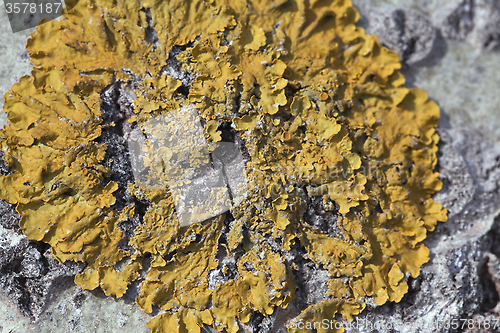 Image of Lichen on a tree