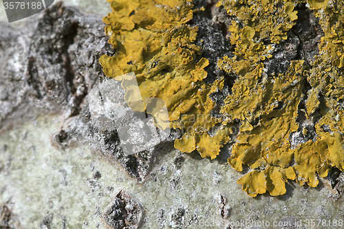 Image of Lichen on a tree