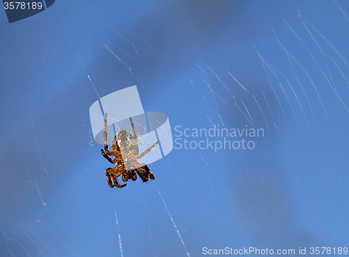 Image of Spider on web