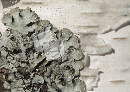 Image of Lichen on a tree